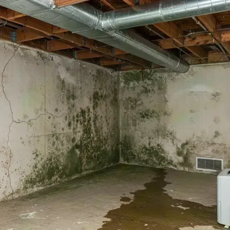 Professional Mold Removal in Washington County, KY